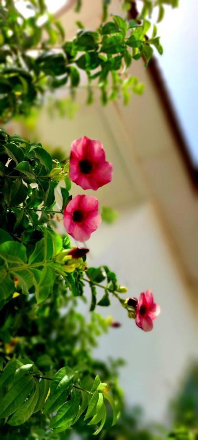 Dulaa Deema Residence Brufut Heights Tranquil エクステリア 写真